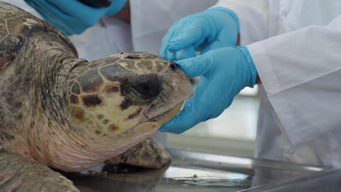 טיפול לצב ים חום במרכז הארצי