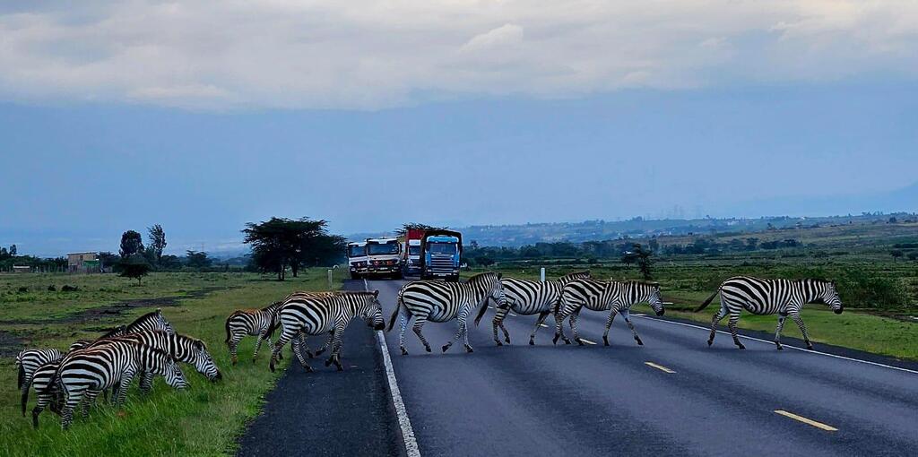Photo: Or Ozeri זברות חוצות את הכביש בקניה
