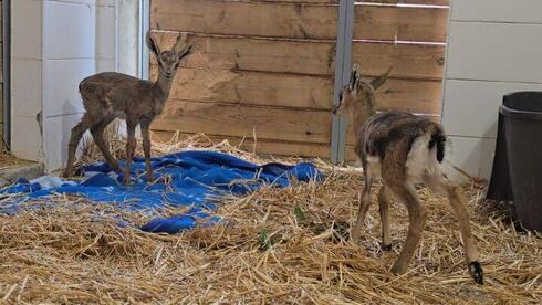 העופר והעופרה שאותרו פצועים בשומרון, מתאקלמים בבית החולים לחיות בר שבספארי