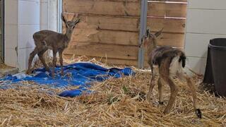 העופר והעופרה שאותרו פצועים בשומרון, מתאקלמים בבית החולים לחיות בר שבספארי
