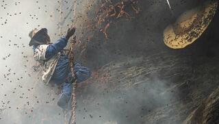 המסע המופלא בעקבות ציידי "הדבש המשוגע"