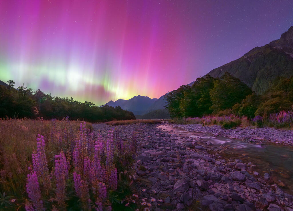 Fiordland Aurora and Lupins – Cascade Creek, Fiordland, New Zealand (Douglas Thorne / The 2025 Northern Lights photographer of the year) צילומי הזוהר הצפוני היפים בעולם