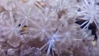 אחד האלמוגים שנחקרו