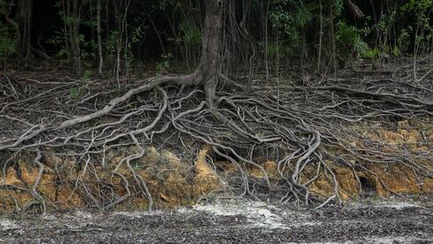 שורשי עץ חשופים סמוך לנהר שהתייבש ביערות הגשם שבאמזונס