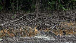 שורשי עץ חשופים סמוך לנהר שהתייבש ביערות הגשם שבאמזונס