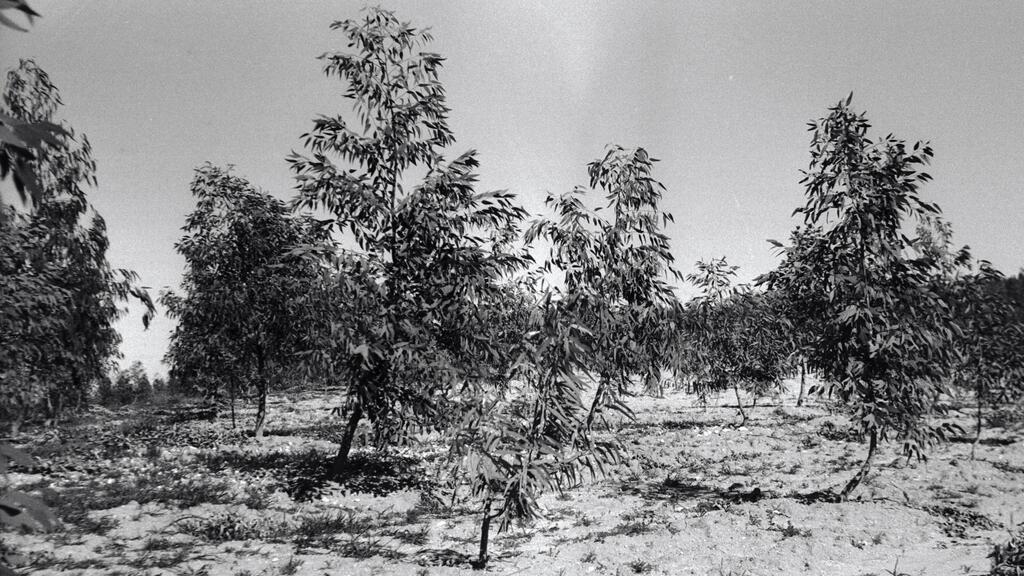 Tree planting in Be’eri, 1966 (Photo: Yehuda Hanegbi/KKL-JNF Photo Archive) Tree planting in Be’eri, 1966