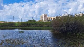 בריכת לוינסקי