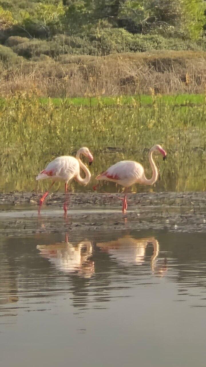 Flamingos at Ha'Bonim beach (photo: Keren Natanzon) פלמינגו בשמורת חוף הבונים