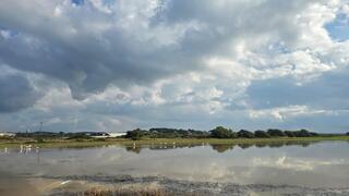 פלמינגו בשמורת חוף הבונים