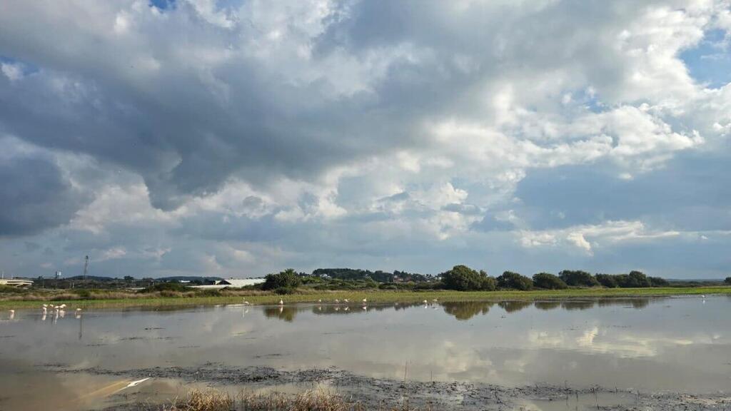 Habonim Beach Nature Reserve (Photo: Keren Natanzon) פלמינגו בשמורת חוף הבונים