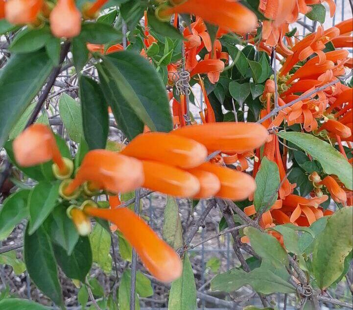 Пиростегия (Фото: Анастасия Тадсон) Пиростегия