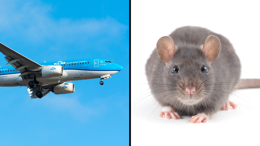 Борт KLM и крыса: опасное сочетание (Фото: kbp.spotter, photolinc, shutterstock) עכברוש ומטוס - שילוב לא מומלץ