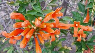 Пиростегия 