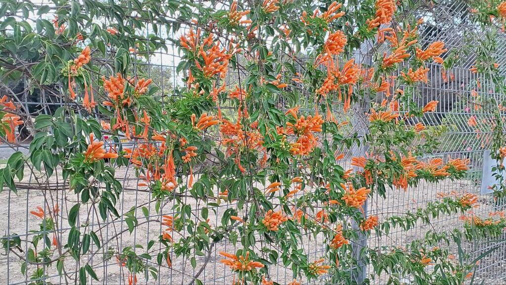 Пиростегия (Фото: Анастасия Тадсон) Пиростегия