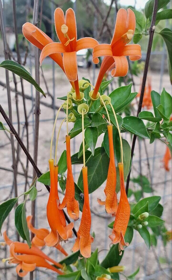 Цветки пиростегии в нескольких стадиях цветения (Фото: Анастасия Тадсон) Пиростегия