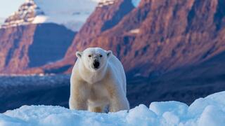 דוב קוטב בגרינלנד