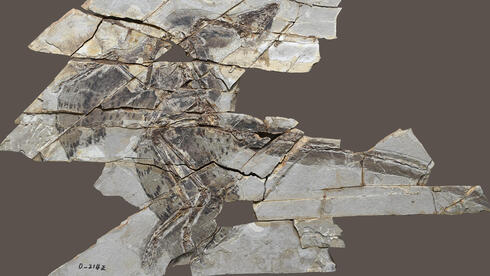 תצלום של אנכיאורניס