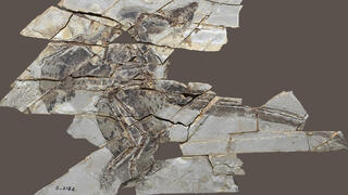 תצלום של אנכיאורניס