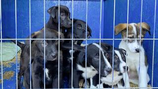 גורים בכלוב