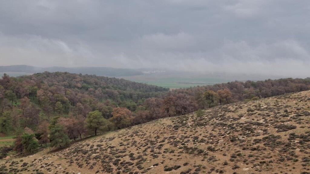 Sansana Forest in the Yatir region (Photo: Eli Shashua) יער סנסנה בחבל יתיר