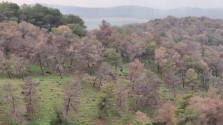 "הרוב אפור": היערות בדרום הארץ הולכים ונעלמים