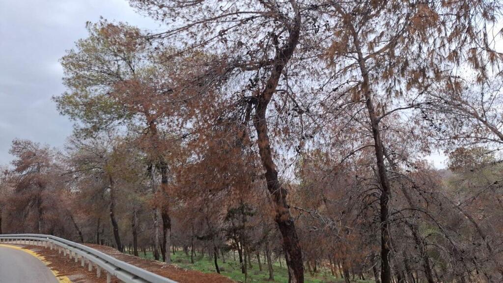 Photo: Eli Shashua יער סנסנה בחבל יתיר