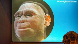 האם הבצורת הכחידה את ההוביטים?