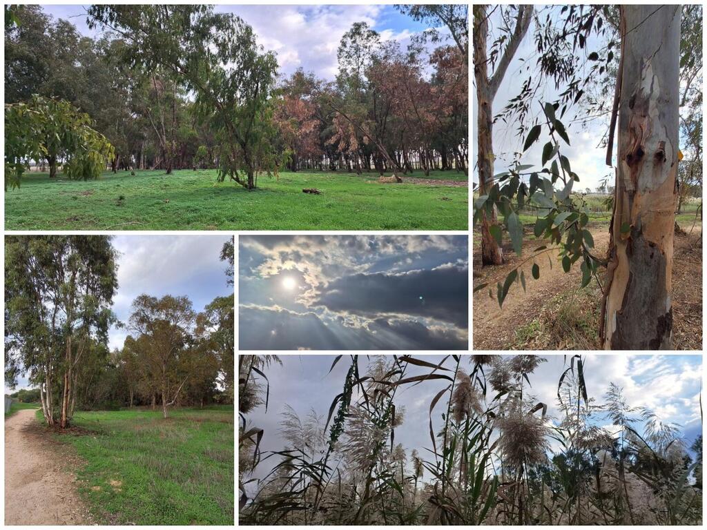 Тропа по заповеднику, изумрудная трава и эвкалипты, волшебное небо и пушистый тростник 