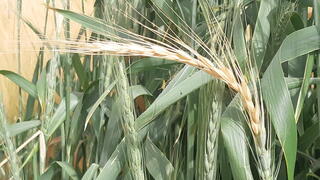 פריצת הדרך שעשויה להוזיל את מוצרי הכוסמין בארץ