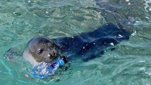 כלב ים נזירי ים תיכוני נושא בפיו בקבוק פלסטיק