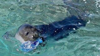 כלב ים נזירי ים תיכוני נושא בפיו בקבוק פלסטיק