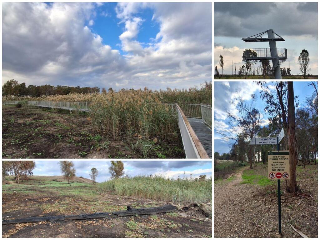 Мостик над ручьем и болотистой местностью, обгоревшие растения, смотровая вышка и ограничивающие прогулку таблички 