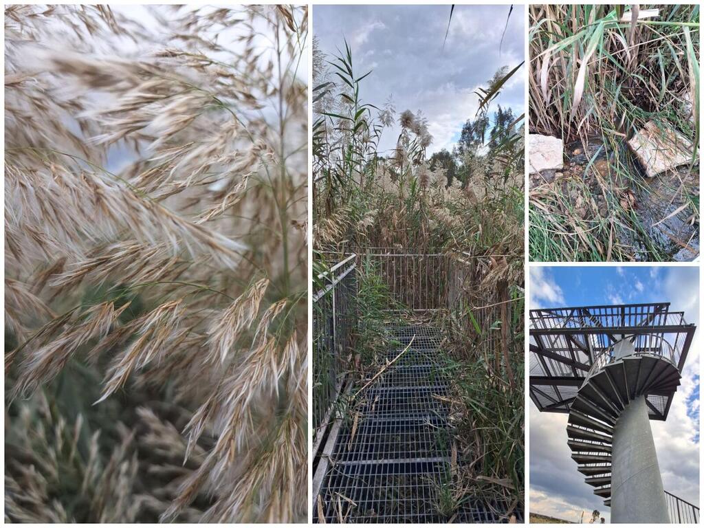 Пушистый тростник, укромный мост, ручей под ногами и оригинальная конструкция над головой 