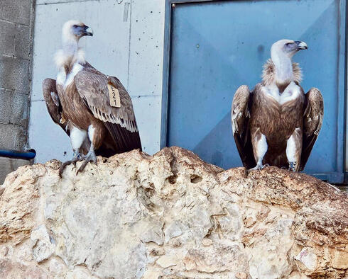 מפגש הנשרים –  בגרסה נאמנה למקור