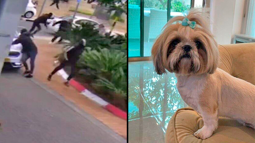 עופר נדן בן 52 מנחלת יהודה בראשון לציון, שעבר שוד וחטיפת שני הכלבים שלו  באיומי סכין וריסוס גז מדמיע לעייניו