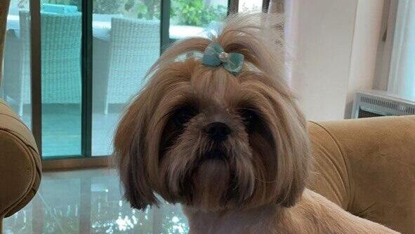 לונה, כלבת השיצו של עופר נדן בן 52 שנחטפה ממנו מנחלת יהודה בראשון לציון