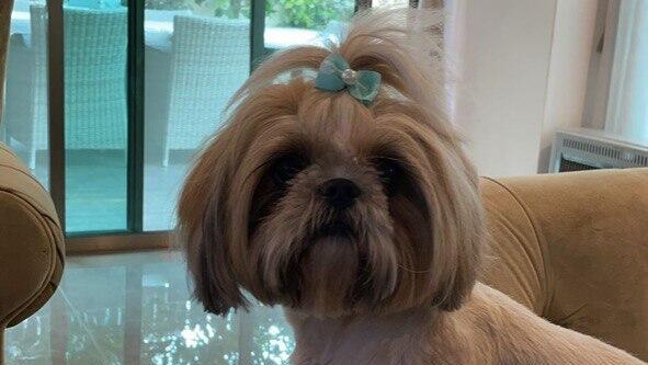 לונה, כלבת השיצו של עופר נדן בן 52 שנחטפה ממנו מנחלת יהודה בראשון לציון