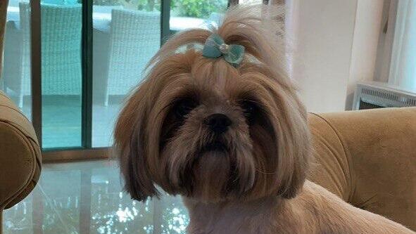 לונה, כלבת השיצו של עופר נדן בן 52 שנחטפה ממנו מנחלת יהודה בראשון לציון