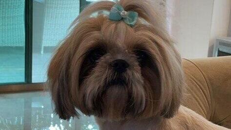 לונה, כלבת השיצו של עופר נדן בן 52 שנחטפה ממנו מנחלת יהודה בראשון לציון