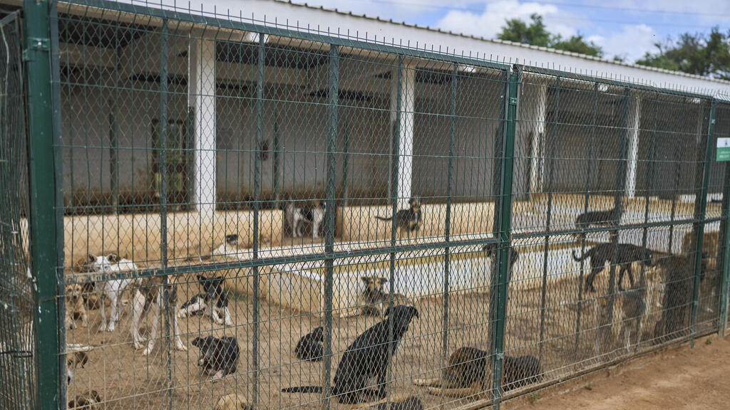 כלבים משוטטים נאספים במרכז לסירוס ולחיסון כלבי רחוב בפאתי רבאט