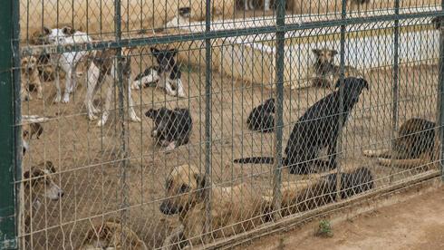 כלבים משוטטים נאספים במרכז לסירוס ולחיסון כלבי רחוב בפאתי רבאט