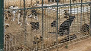 כלבים משוטטים נאספים במרכז לסירוס ולחיסון כלבי רחוב בפאתי רבאט