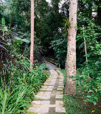 שביל הליכה  בג‘ונגל