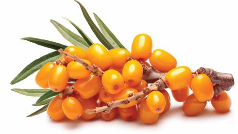 אובליפיחה. בתרבות הסינית משמש גם לשיפור העיכול