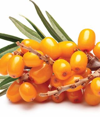 אובליפיחה. בתרבות הסינית משמש גם לשיפור העיכול