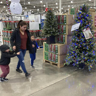 עצי כריסמס מוצגים למכירה