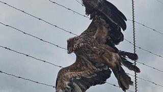 חילוץ עיט שמש במעלה גלבוע