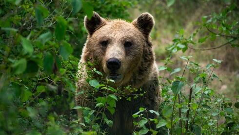 דוב מרסיקני 