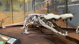 העתק המאובן של Deinosuchus schwimmeri מוצג במוזיאון המדע בקרטרסוויל