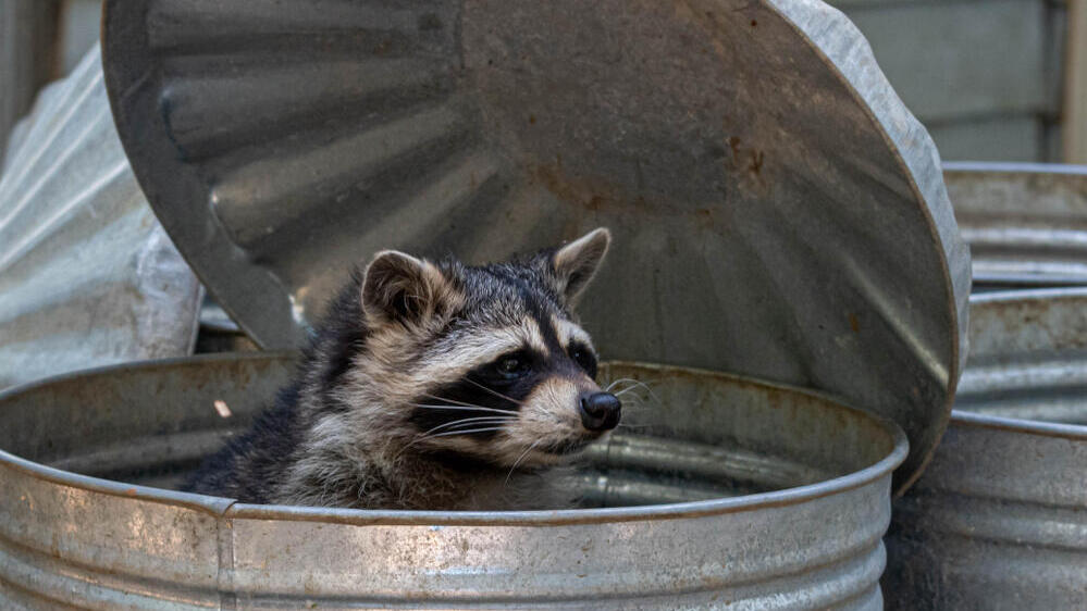 דביבון בפח אשפה
